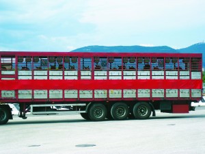 Horses being transported to slaughter[2]