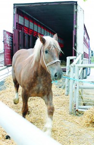 a horse being unloaded at a control post[2]