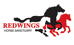 Multi-agency operation microchip ponies Bodmin Moor great success Redwings Sanctuary