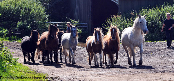 Multi-agency operation microchip ponies Bodmin Moor great success Redwings Sanctuary