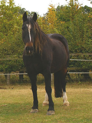 Redwings pays tribute to ‘Hero’ horse Oliver