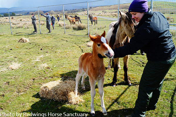 Redwings reflects on year of rescues